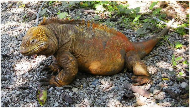 Galapagos Wildlife: An Extraordinary Ecosystem - AGENCE ...